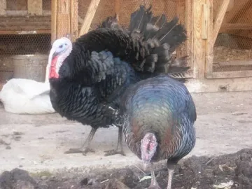 42 700 пуйки под ножа в Холандия заради птичи грип