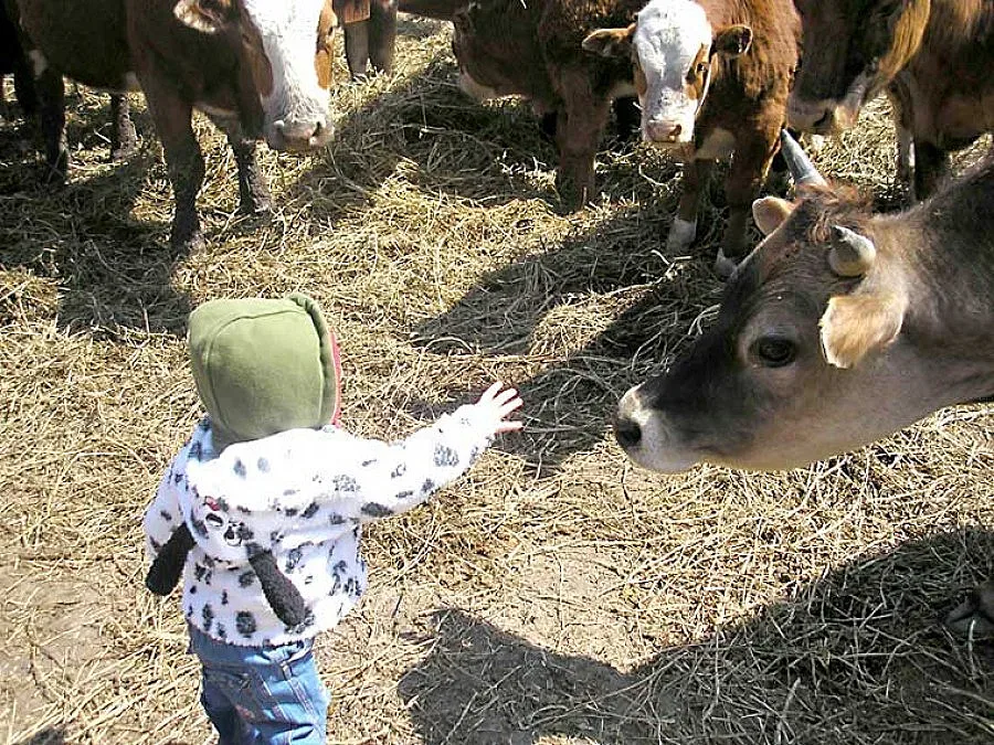 Спасиха дете, гледали го с кравите