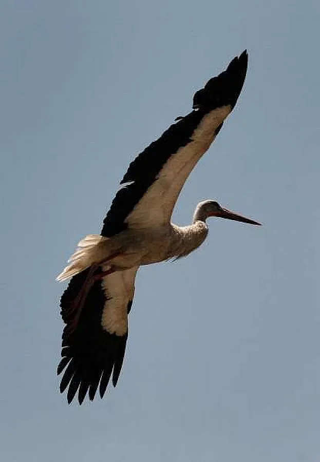 В село Струма долетя първият щъркел