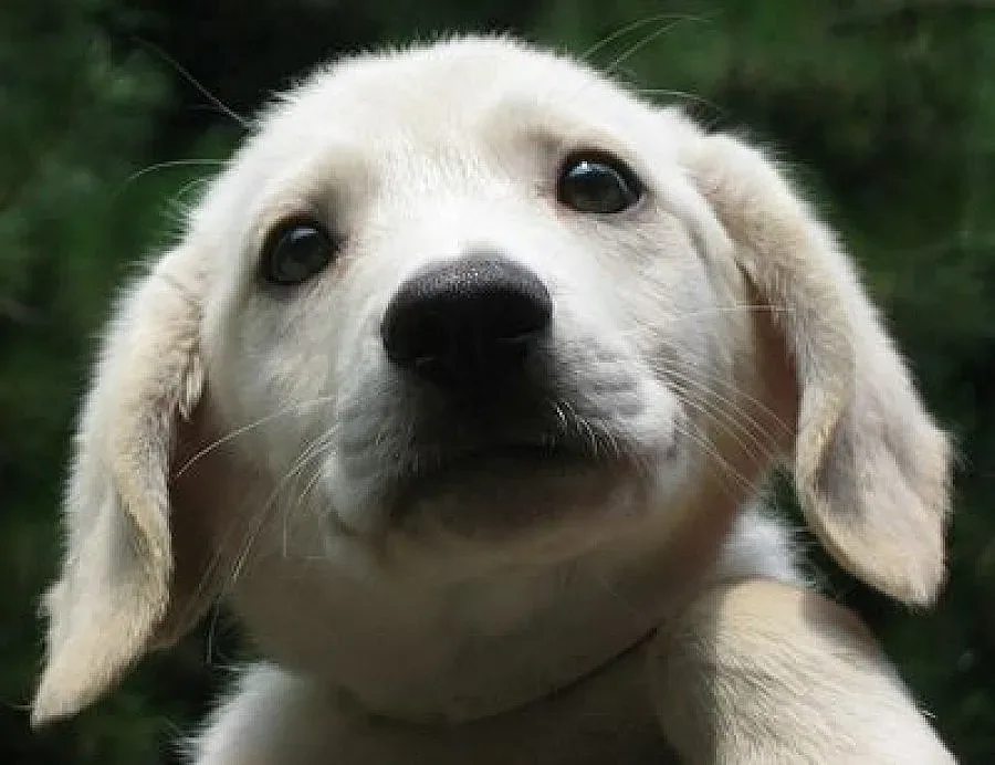 Крадат кучета за откуп