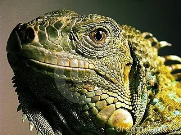 Опитаха да прекарат зоопарк през Калотина