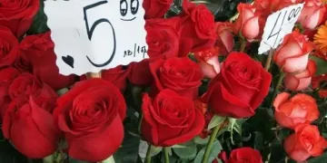 Само розата скочи двойно преди 8 март, засега
