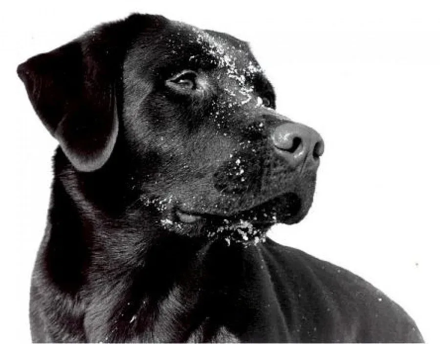 Отвлякоха и пребиха човек заради куче