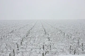 Десертното грозде измръзна