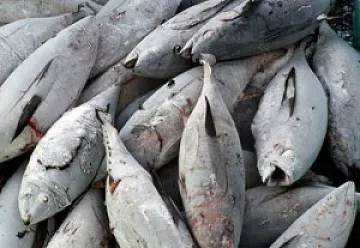 Задигнаха над тон риба от камион