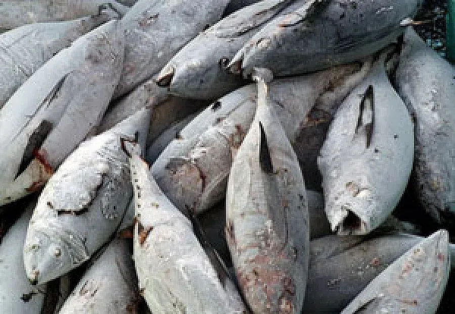 Задигнаха над тон риба от камион