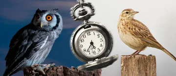 "Сови" или "чучулиги"? Кои са по-умни