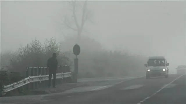 Опасна среща с дивеч на пътя