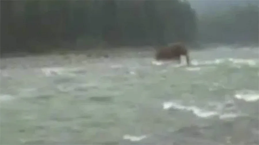 Заснеха жив мамут в Сибир (ВИДЕО)