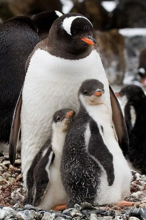 Магарешки пингвини на гости в София