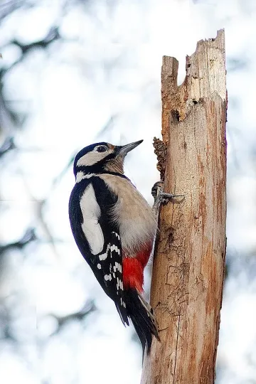 Лястовица, гугутка и кълвач спорят за птица символ на София 