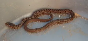 Бебе отхапа главата на змия