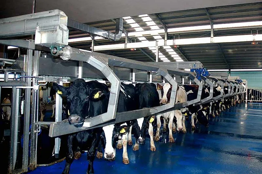 Фермер изгоря с 16 тона мляко