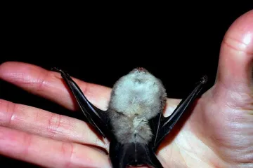 "Дейли мейл": Сталоун и Арни убиха прилепите