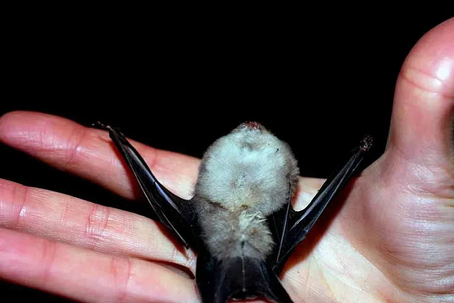 "Дейли мейл": Сталоун и Арни убиха прилепите