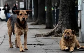 Помияри нахапаха столичен общинар