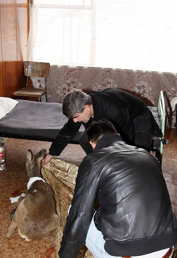 Спасяват ранено сърне