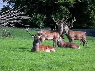 5 благородни елена пускат в ловно стопанство „Студен кладенец”