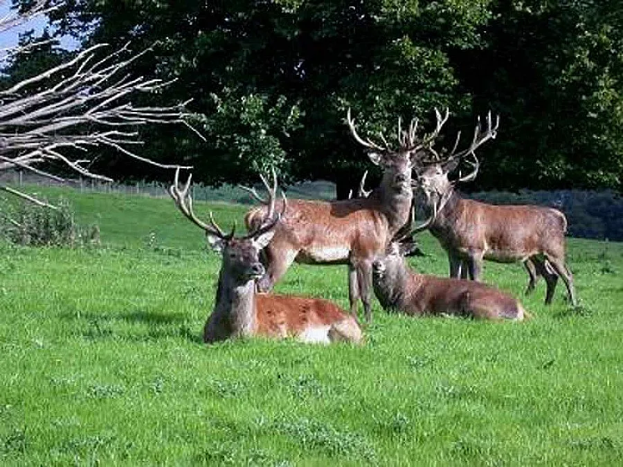 5 благородни елена пускат в ловно стопанство „Студен кладенец”