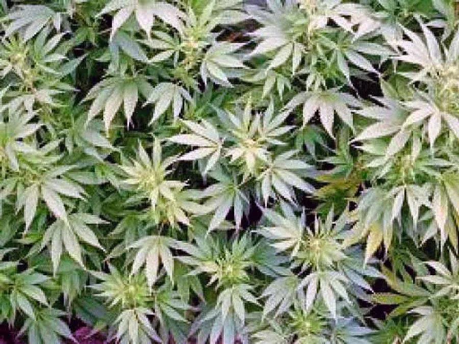 89-годишна с присъда за канабис