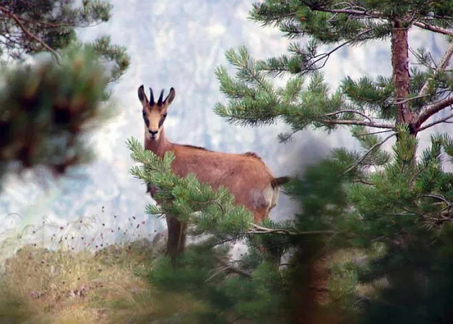 Слагат GPS-и на дивите кози 