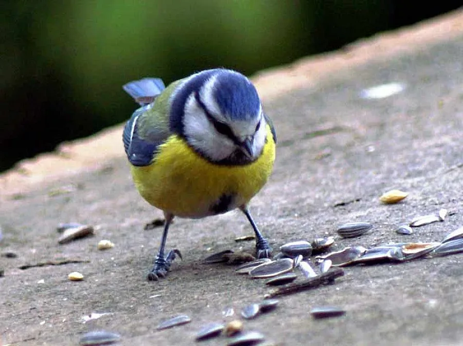 Синигер и цвете проплакаха за Ким Чен-ир