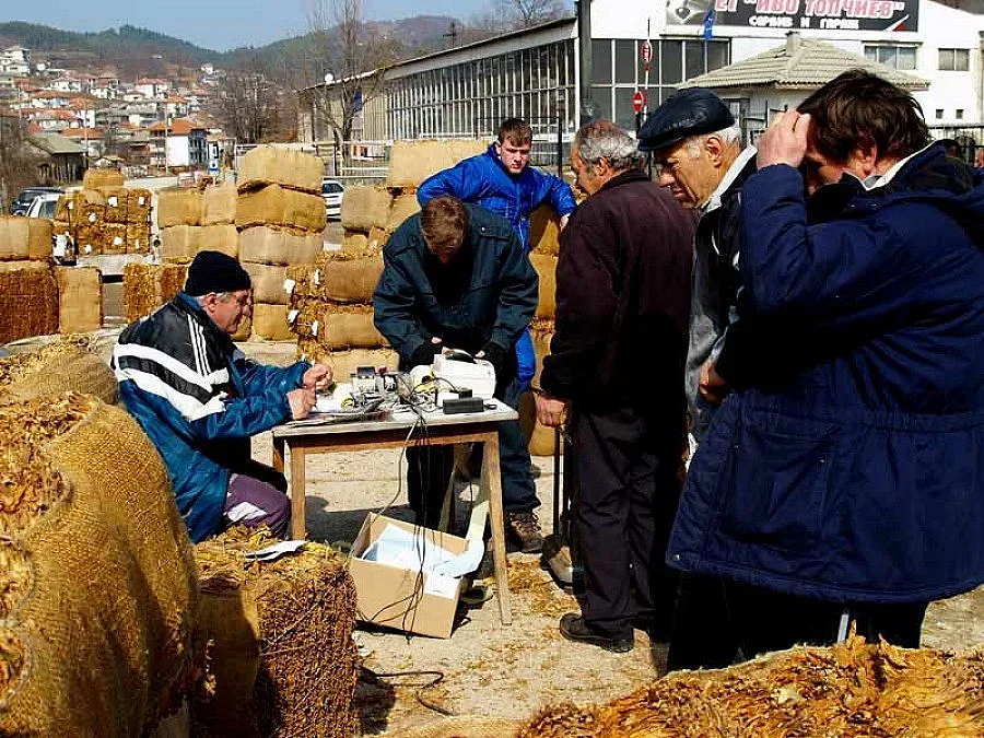 Изкупуват последните количества тютюн      