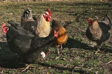 Колят 18 508 кокошки, гледани нехуманно  
