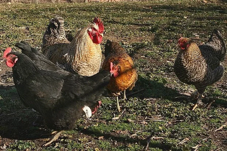 Колят 18 508 кокошки, гледани нехуманно  