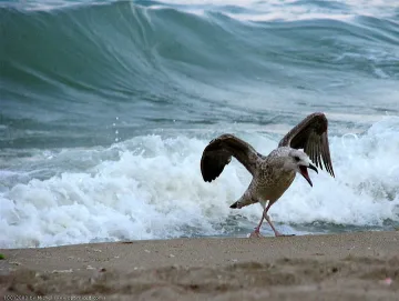 Морски орли си харесаха Белене