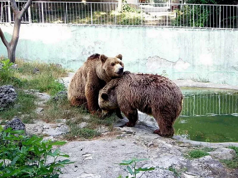 Лъв и бухал осиротяха посред зима