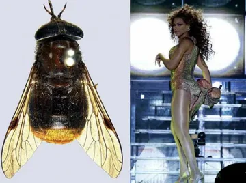 Кръстиха "секси" муха на Бионсе