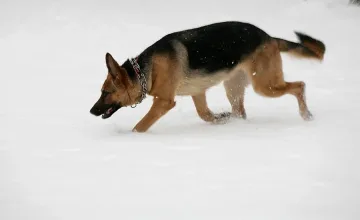 Куче на Червения кръст открило, къде е заровена Мирослава