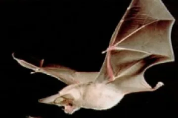 Прилеп прелетял над 94 км 