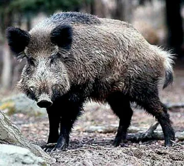 ГЕРБер отстреля глиган за Гинес