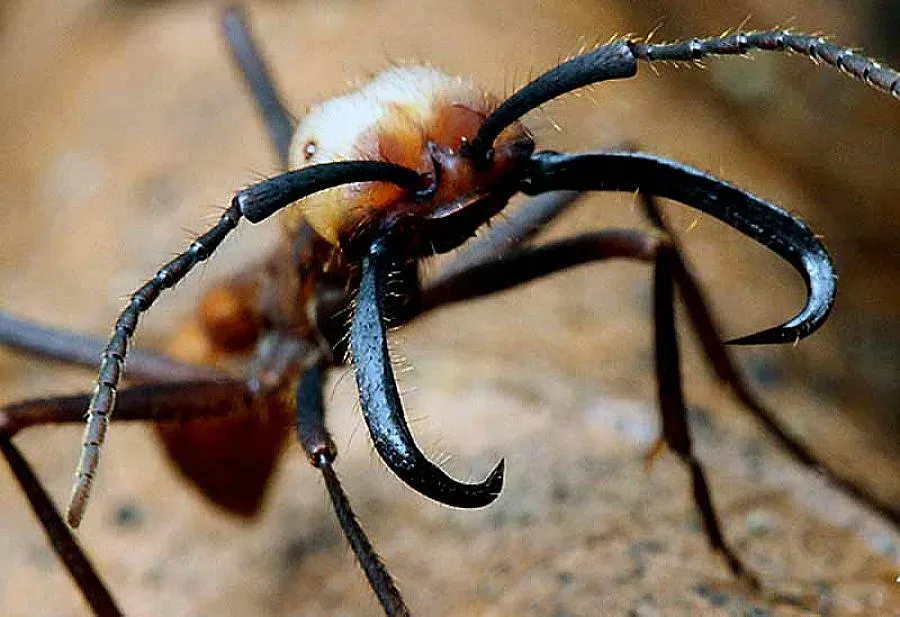 Генни инженери създадоха мравка-терминатор