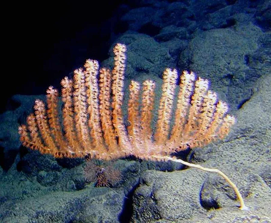 Непознати морски видове шашнаха учените