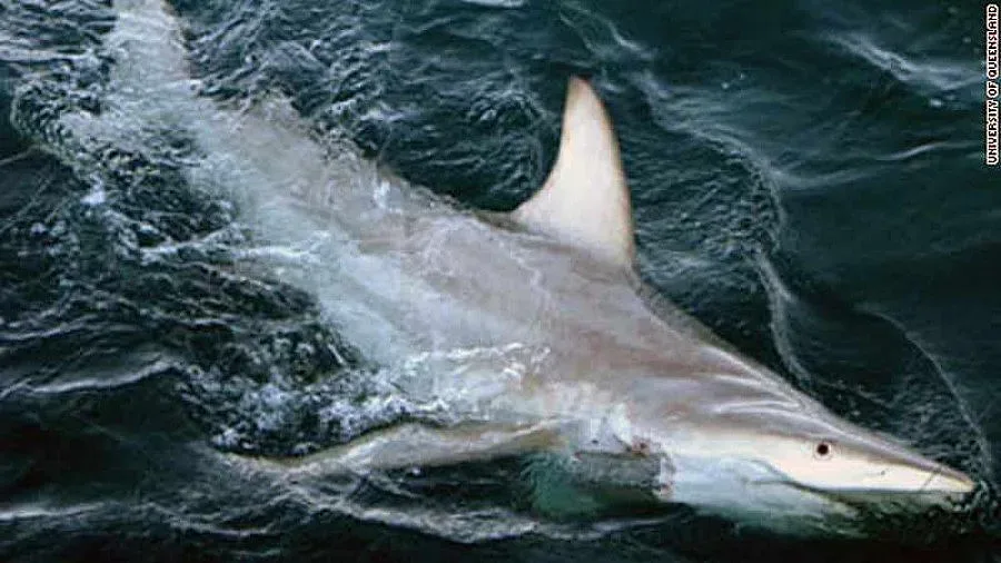 Откриха първата в света хибридна акула