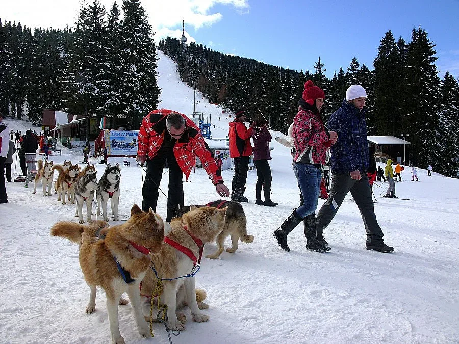 Опашки за впряг с хъски на Пампорово 