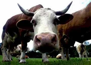 Брюксел даде още 2 г. на фермите да се хигиенизират