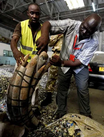 Заловиха слонова кост за над $1 милион