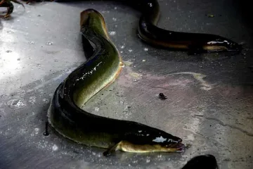 Уловиха застрашени змиорки на летище София