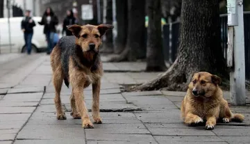 Глутница помияри нападна бременна