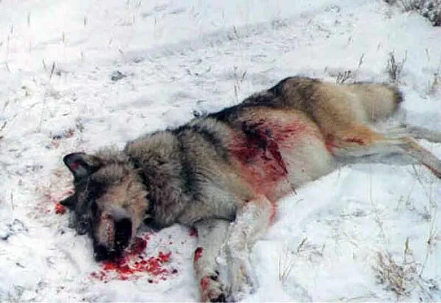 Ловци гръмнаха 40-килограмова вълчица  