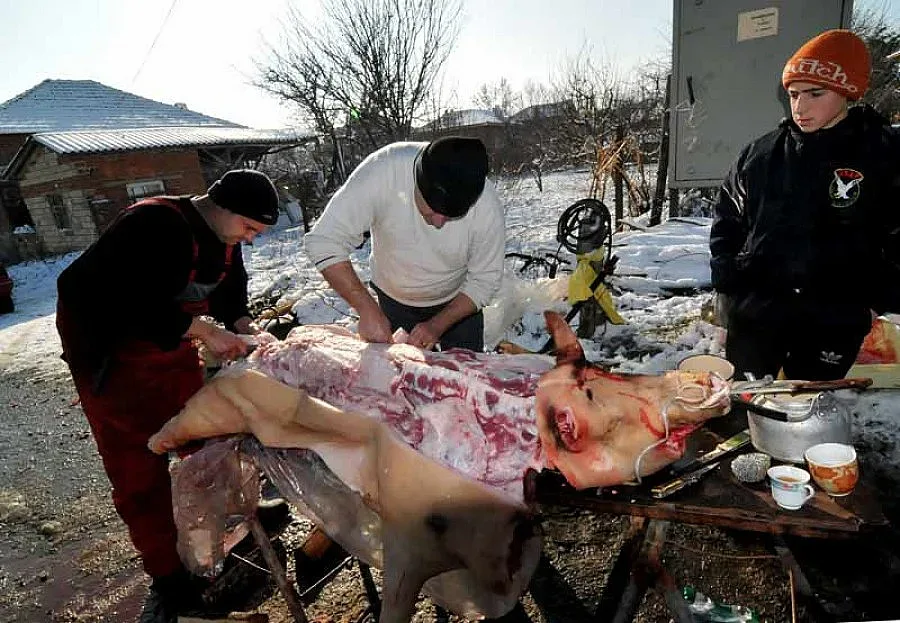 Майстор коляч от Сливен гътна пет прасета за един ден