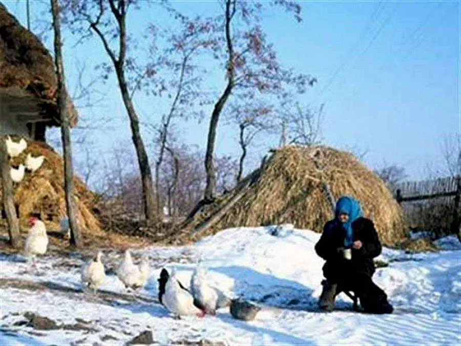 Кокошки посрещнаха Коледа край елхата