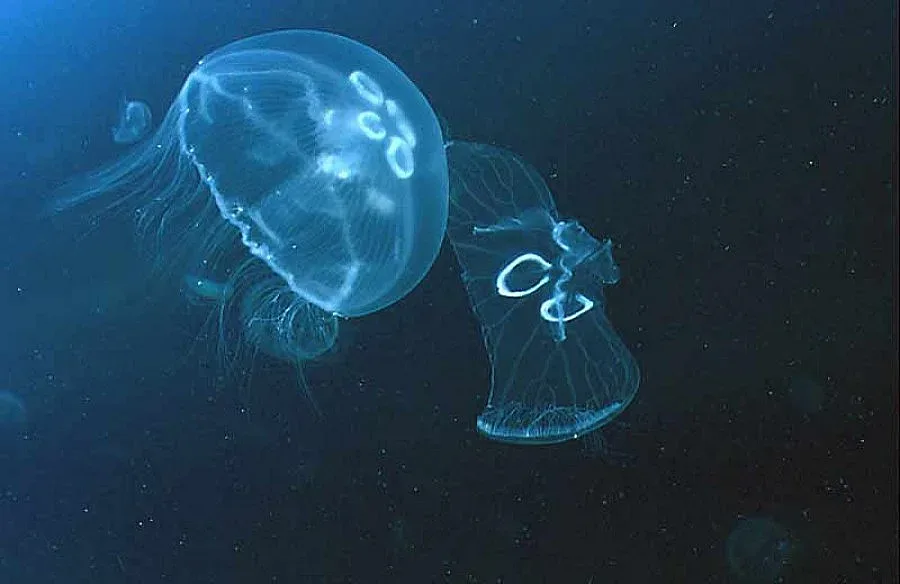 Храним Азия с медузи и рапани