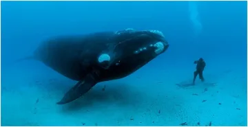 Кит се появи в залив край Черна гора 