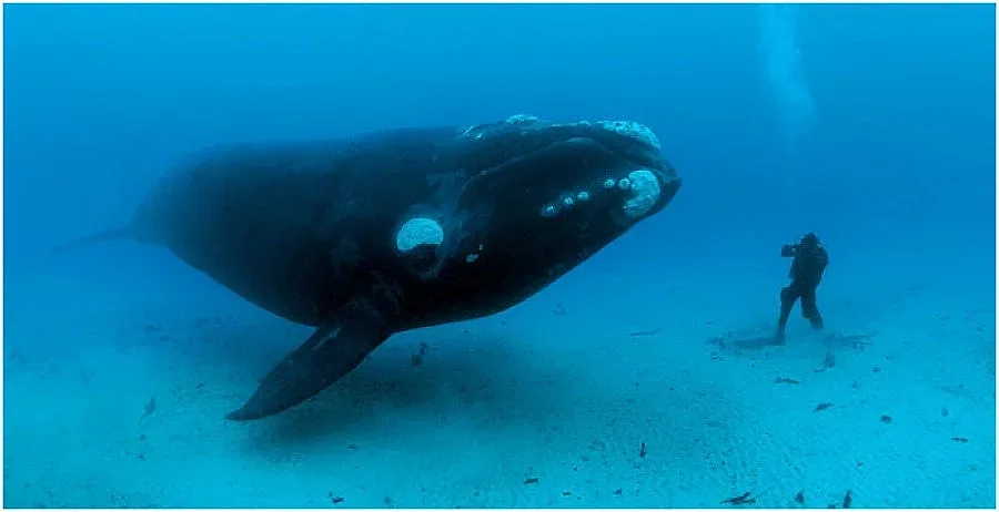 Кит се появи в залив край Черна гора 