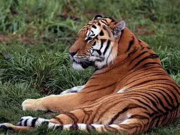 Убиха тигър беглец в Румъния